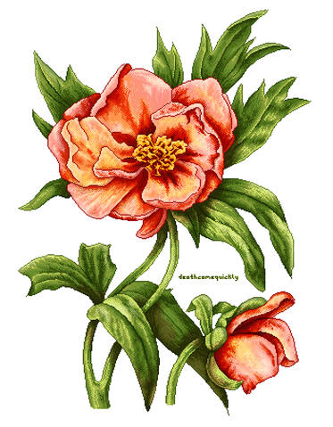 Peony